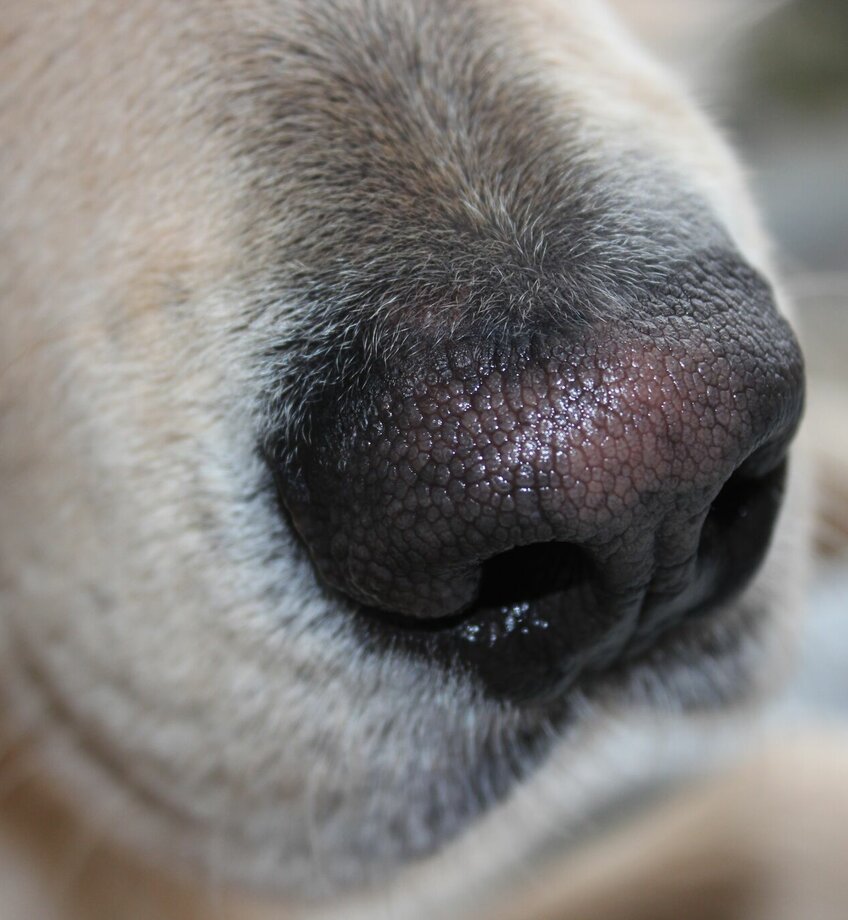 Snuffelhond 