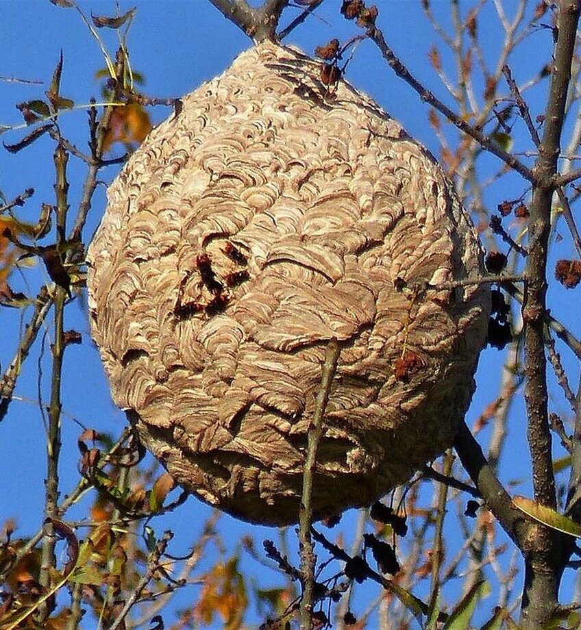 Nest
