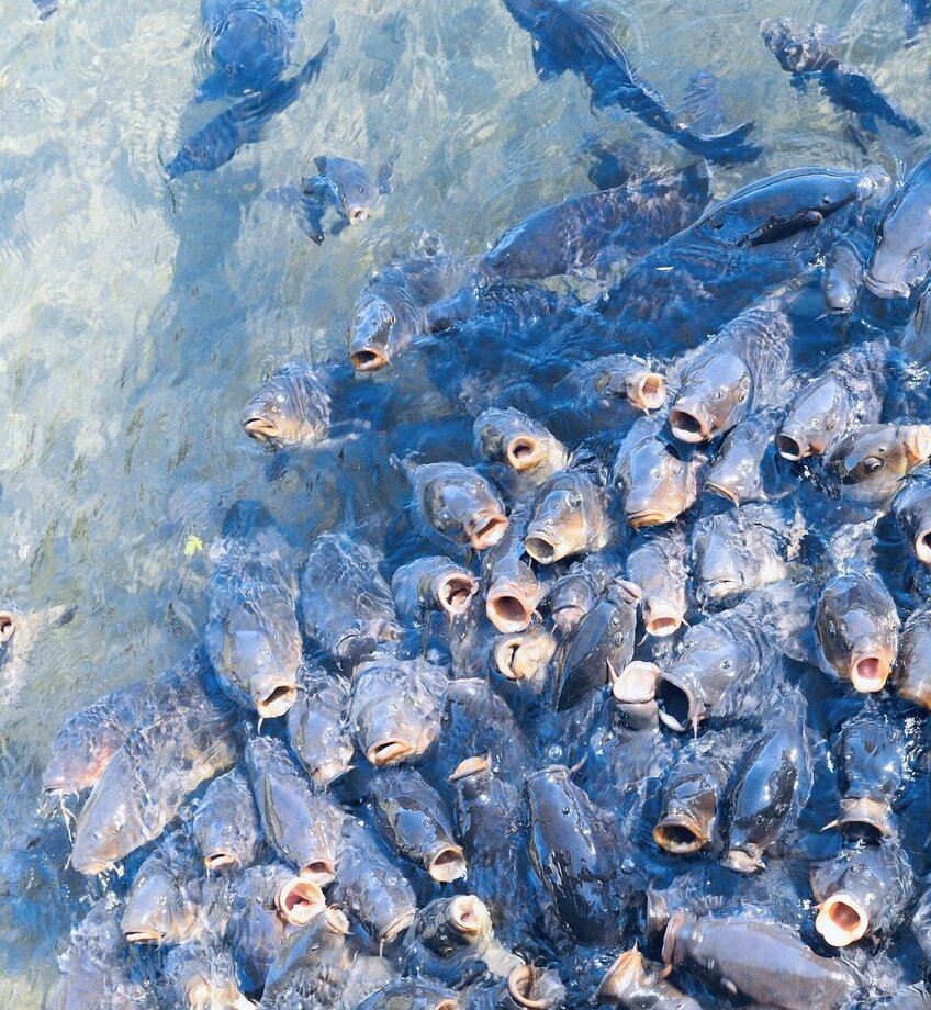 AquaERFcarp