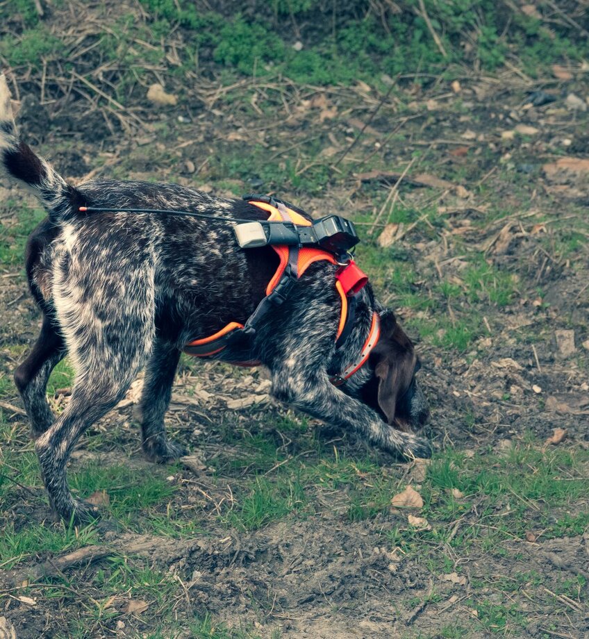 Kadaver zoekhond
