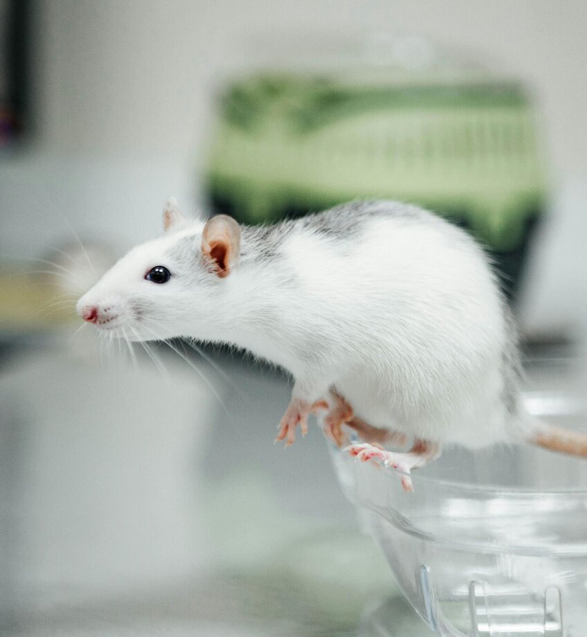 A rat is standing on top of a plastic container