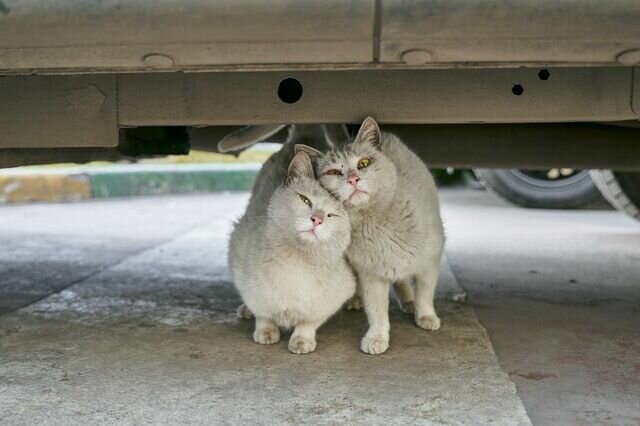 zwerfkat