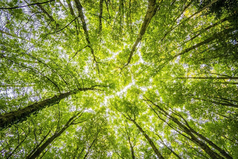 bomen