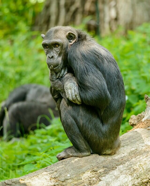 bonobo