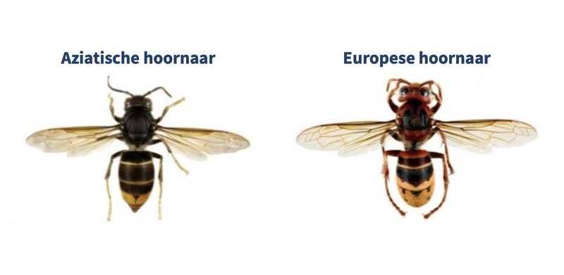 vergelijking
