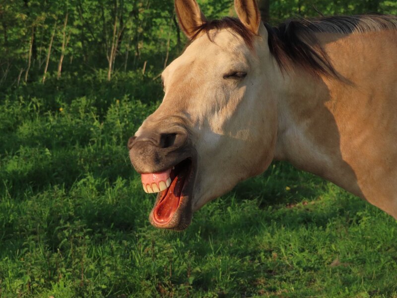 Paard Jack geeuwt