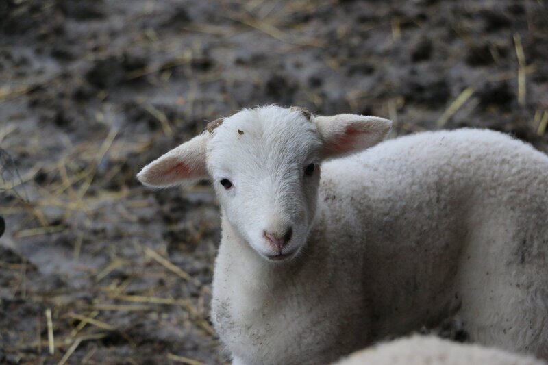 schaap