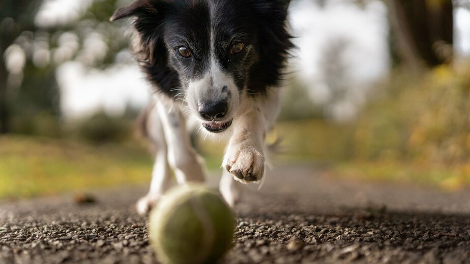 Difference between Clinical animal behaviourist and Animal behaviour technician | Odisee Difference between Clinical animal behaviourist and Animal behaviour technician | Odisee