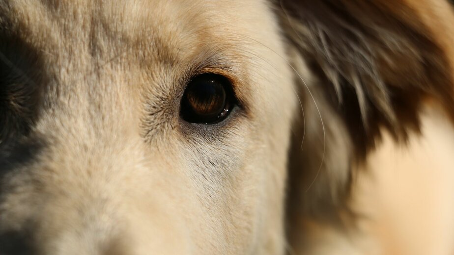 Hond in close-up salto