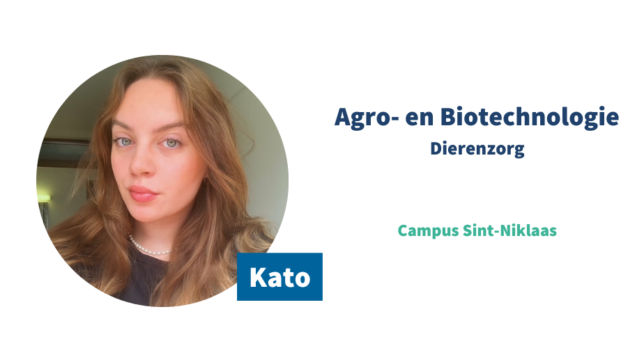 Online ambassadeur