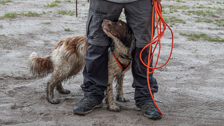 Zoekhond in actie