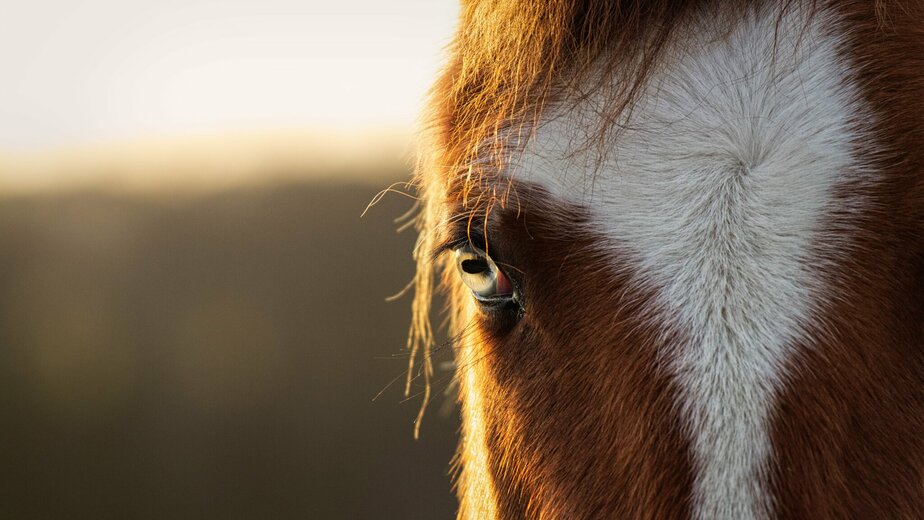 Horse Safir