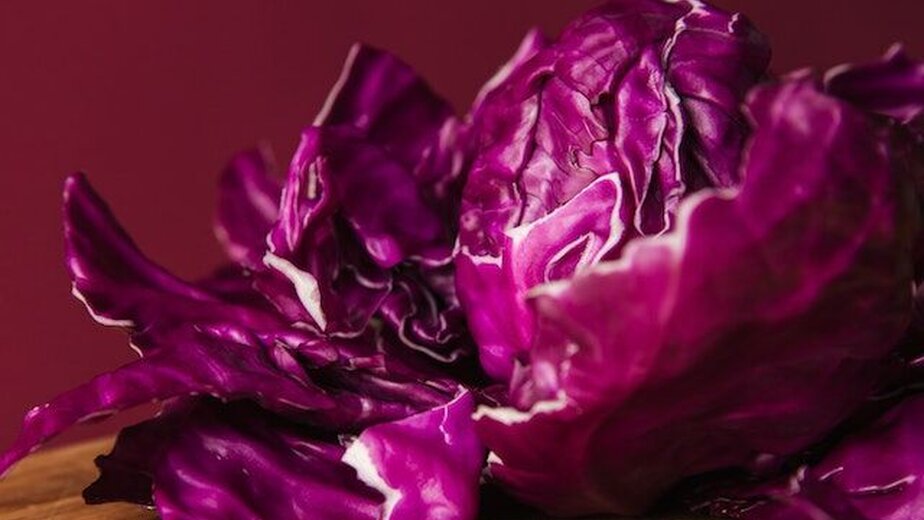 Red Cabbage in Close-Up