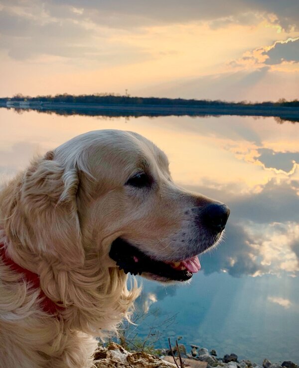 Dog at lake