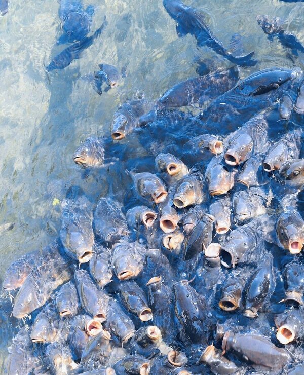 AquaERFcarp